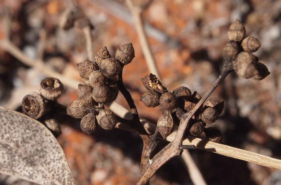 Eucalyptus intertexta