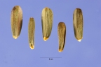 Balsamorhiza sagittata