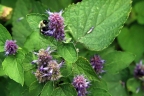 Agastache foeniculum