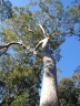 Angophora costata