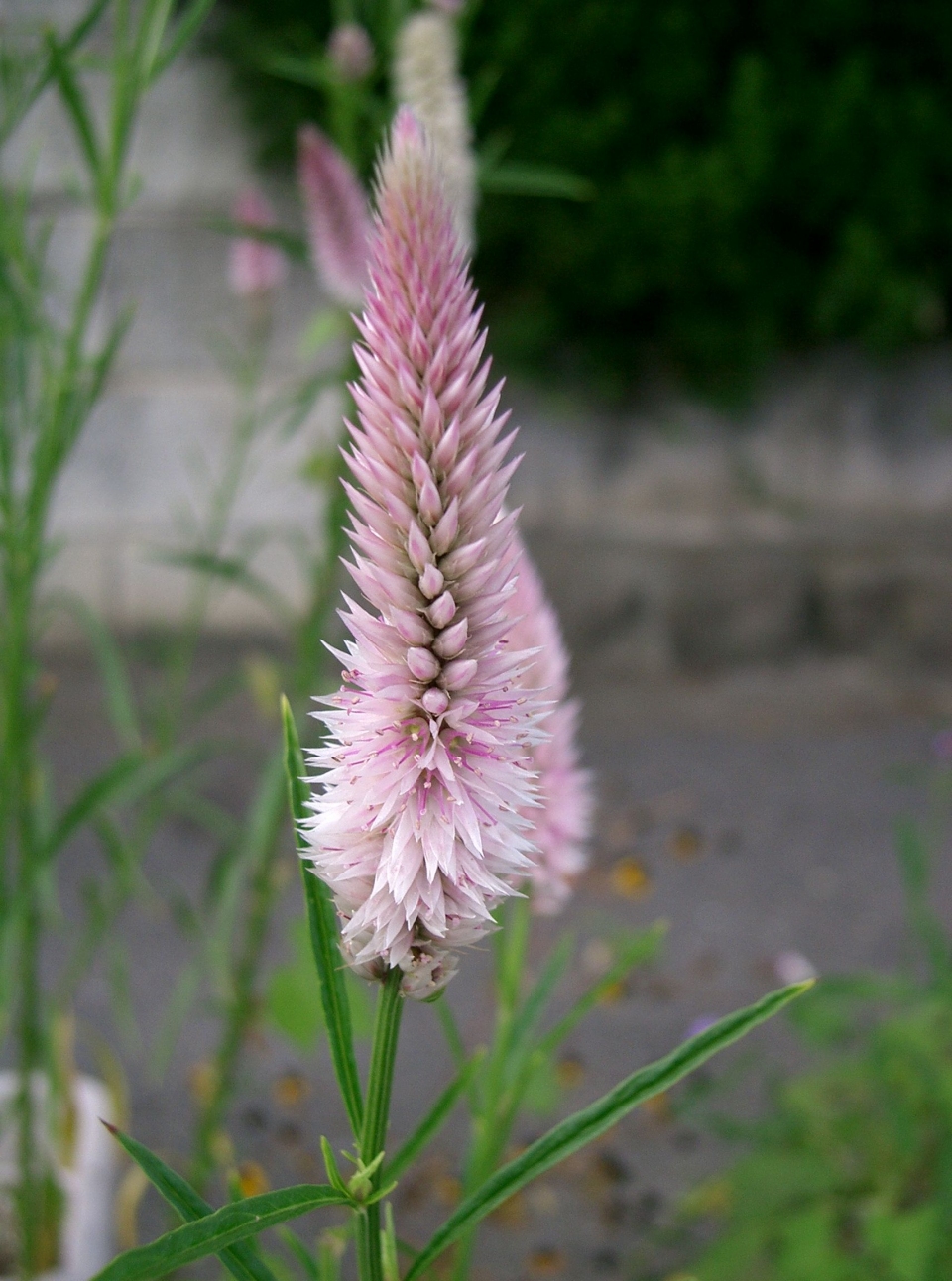 Celosia argentea