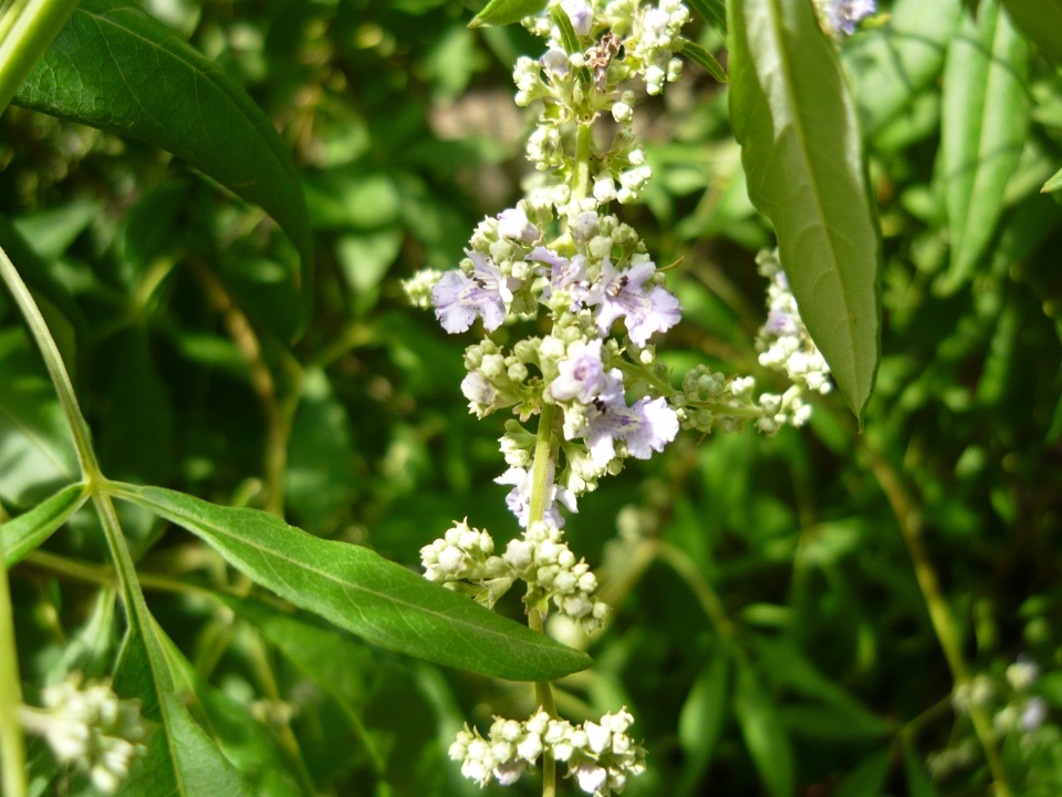 Vitex negundo