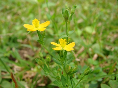 Hypericum japonicum