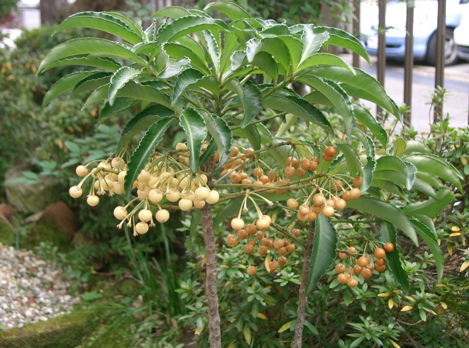 Ardisia crenata