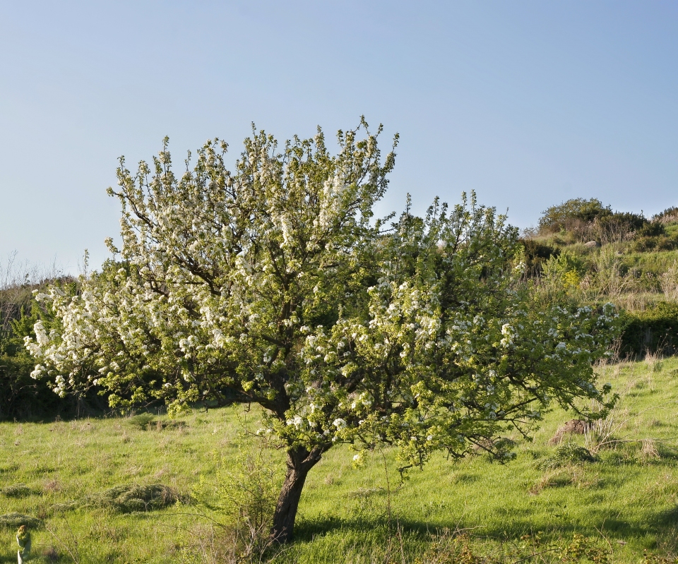 Pyrus spinosa