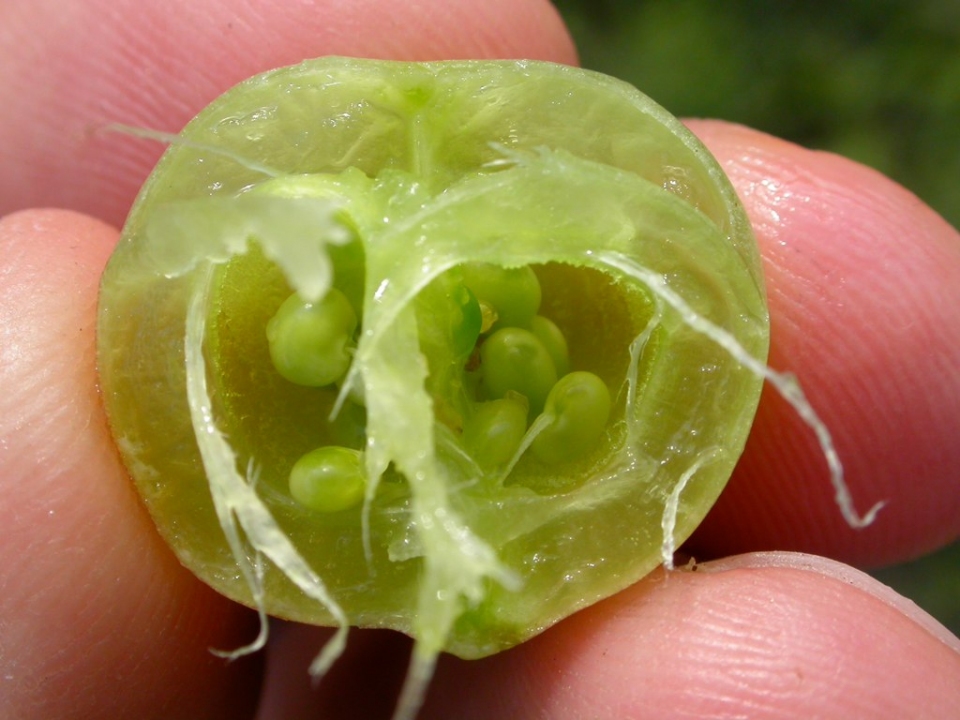 Astragalus crassicarpus