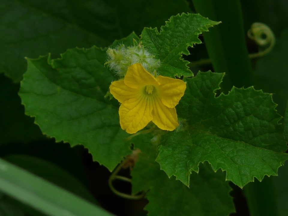 Cucumis melo agrestis