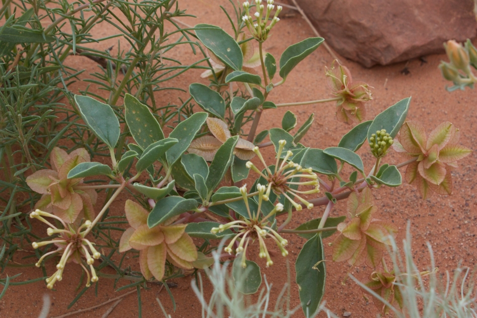 Abronia fragrans