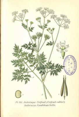 Anthriscus cerefolium