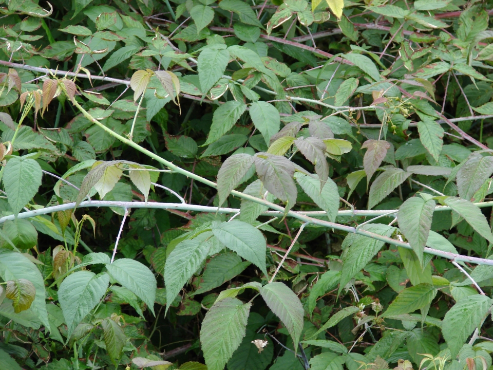 Rubus glaucus