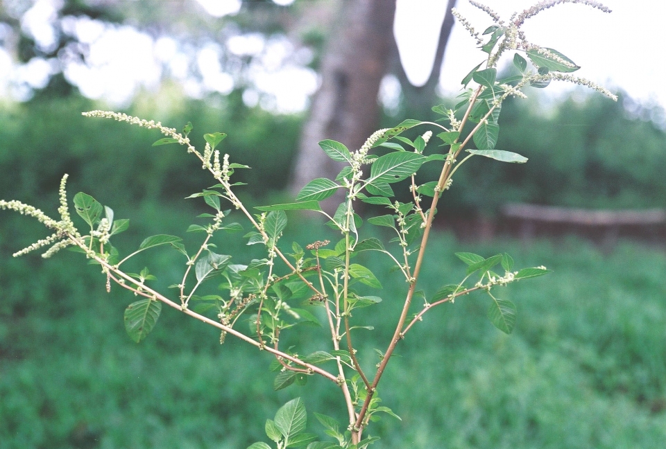 Amaranthus dubius