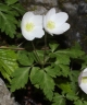 Anemone nikoensis