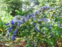 Aconitum hemsleyanum