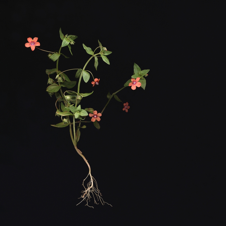 Anagallis arvensis