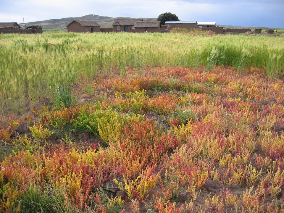 Chenopodium pallidicaule