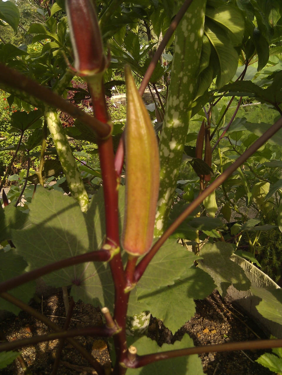 Abelmoschus esculentus