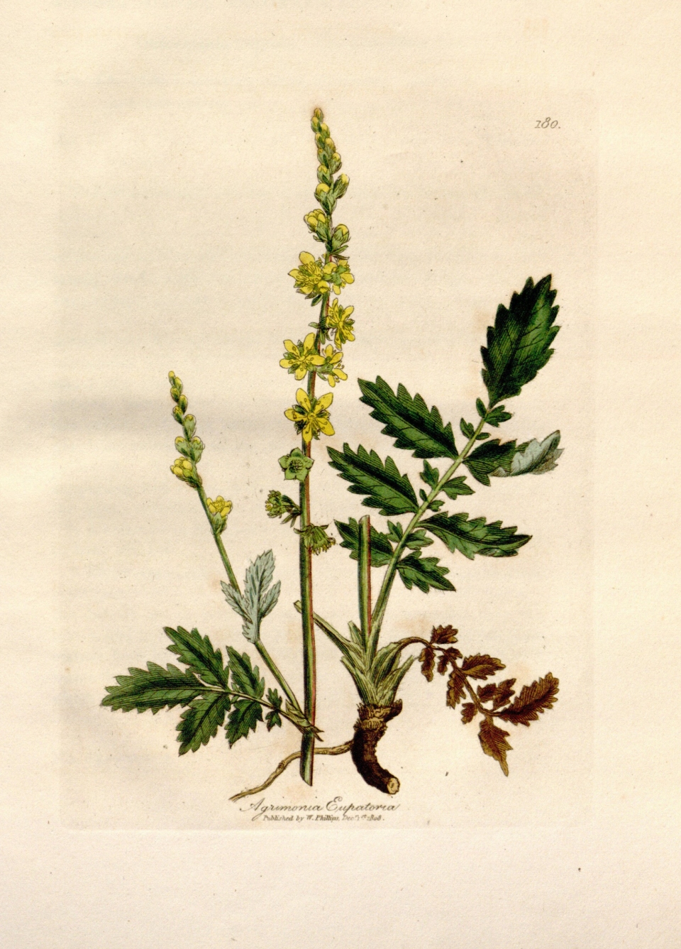 Agrimonia eupatoria