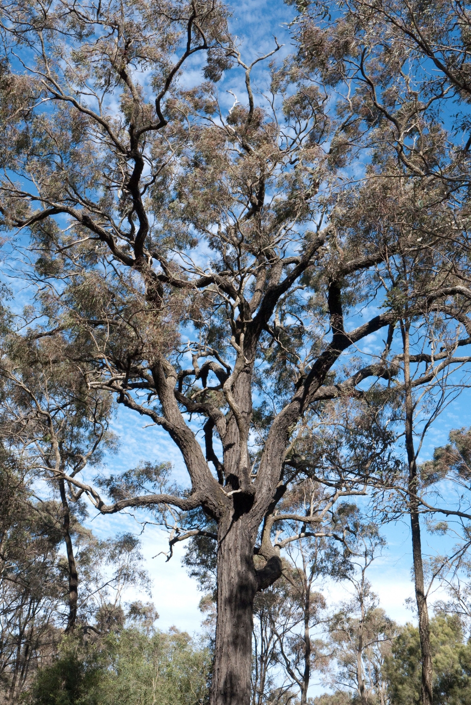 Eucalyptus crebra