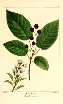 Amelanchier arborea