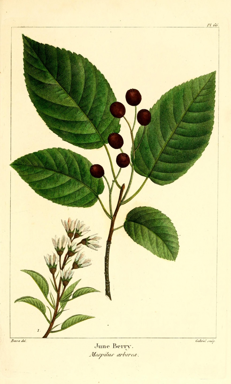 Amelanchier arborea
