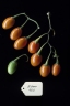 Solanum aviculare
