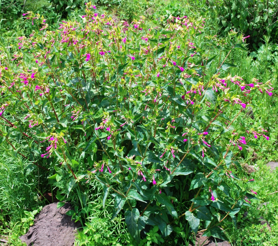 Mirabilis jalapa