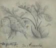 Arracacia xanthorrhiza