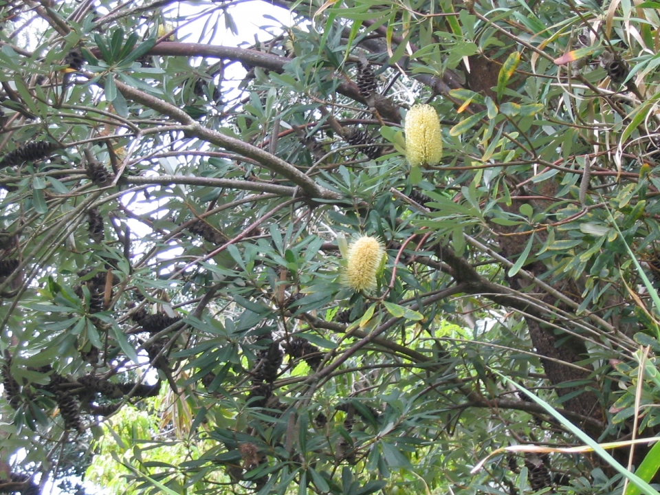 Banksia integrifolia