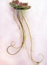 Azolla filiculoides