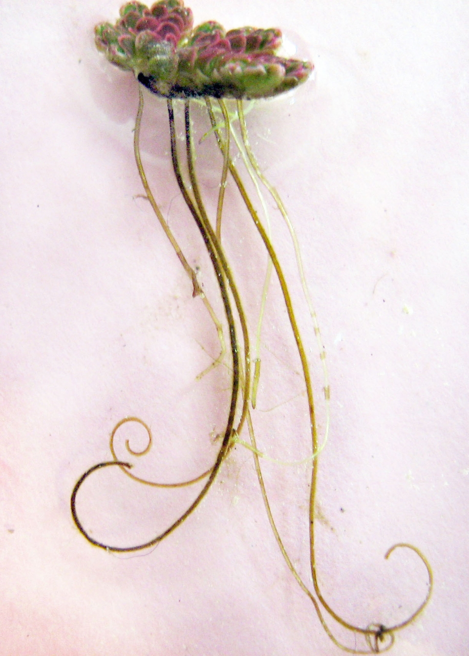 Azolla filiculoides