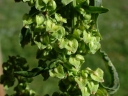 Rumex crispus