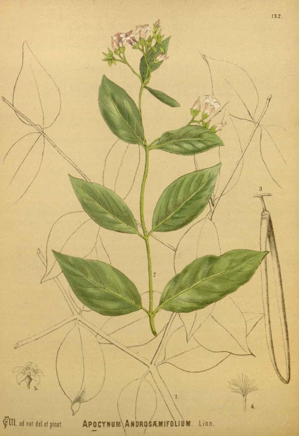 Apocynum androsaemifolium