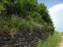 Vicia tenuifolia