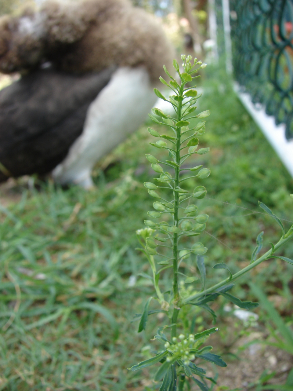 Lepidium virginicum