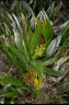 Astelia alpina
