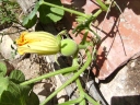 Cucurbita ficifolia