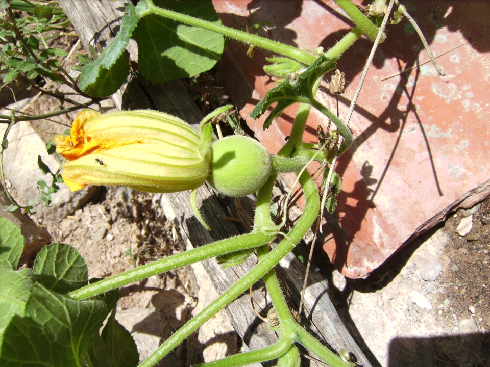 Cucurbita ficifolia