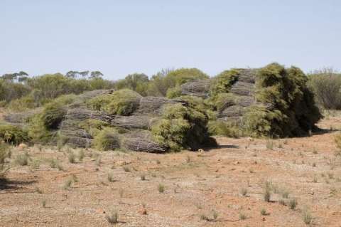 Melaleuca uncinata