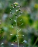 Capsella bursa-pastoris