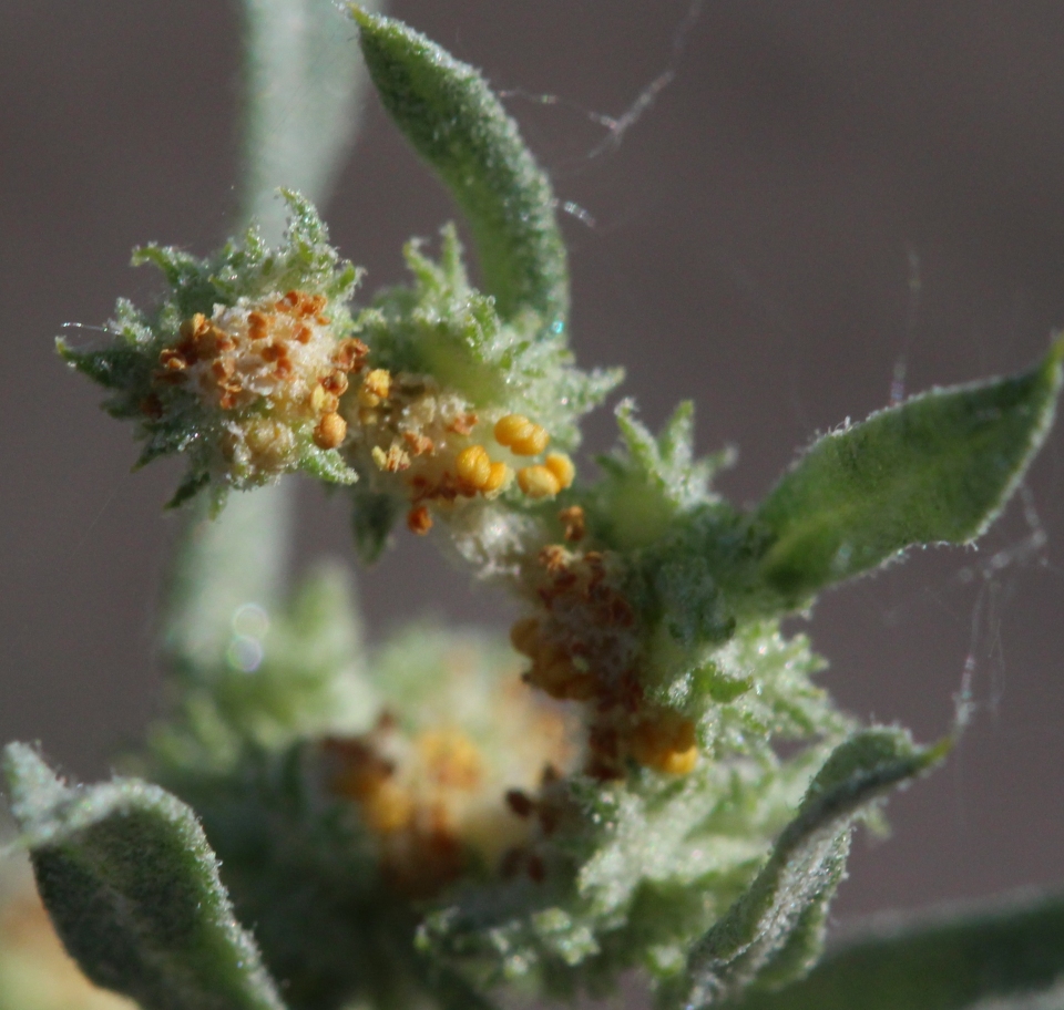 Atriplex elegans