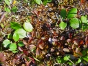 Arctous rubra