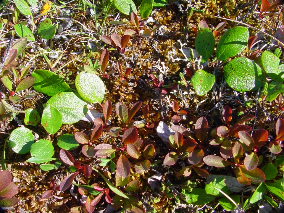 Arctous rubra
