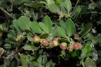 Arctostaphylos tomentosa