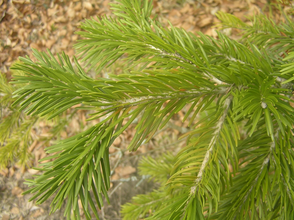 Abies pindrow