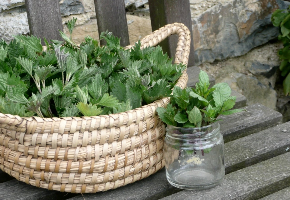 Urtica dioica