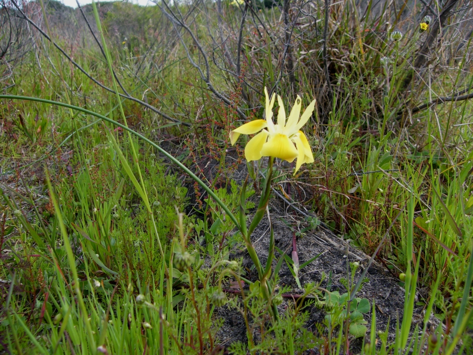 Moraea fugax