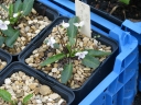 Viola japonica
