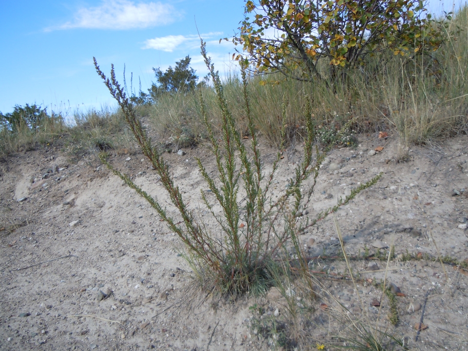 Artemisia campestris