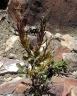 Barbarea orthoceras