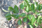 Pyrus pashia